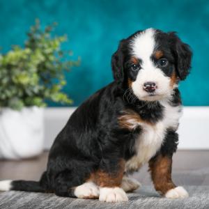 Cute bernedoodle best sale